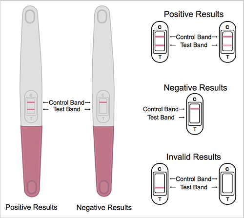 ABON PREGNENCY TEST - 2 TESTS