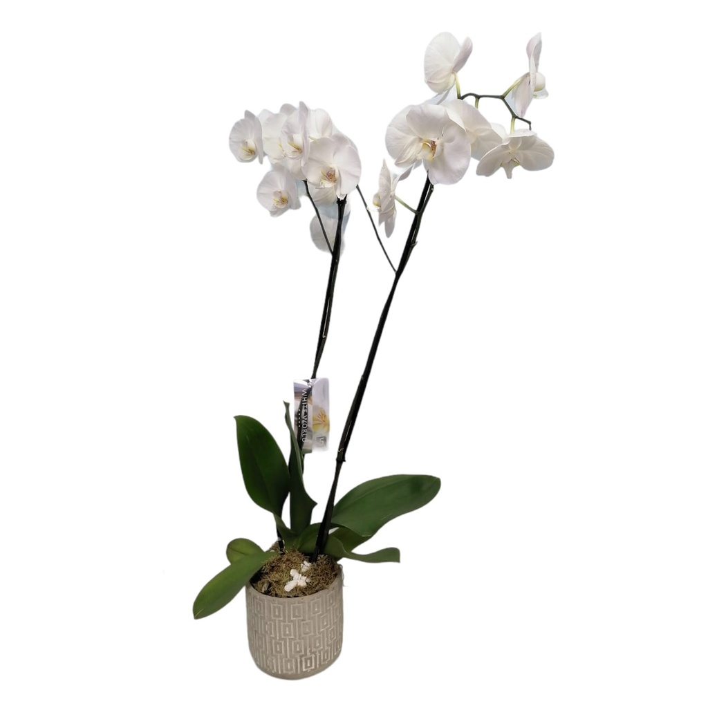 ORCHID PLANTS