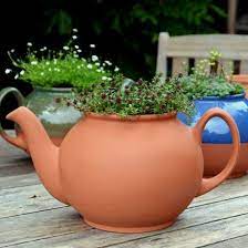 TEAPOT PLANT