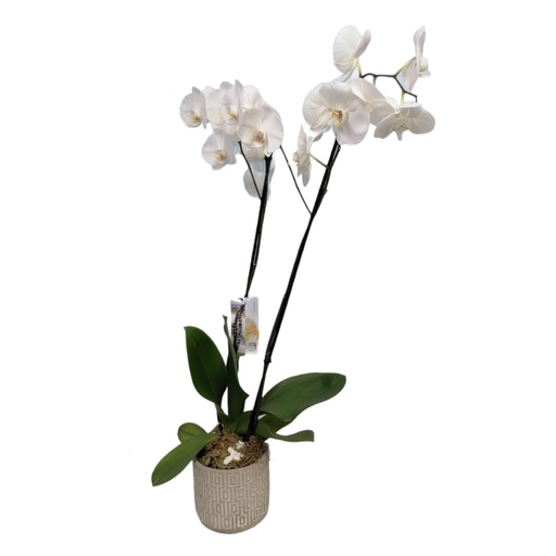 [61803] ORCHID PLANTS