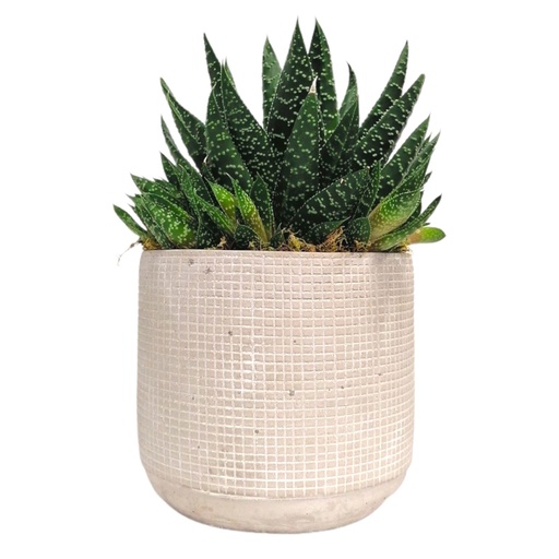 [61811] Echeveria Plants