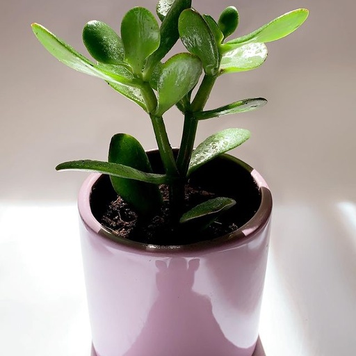 [61965] Purple pot