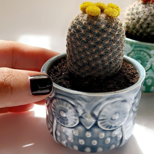[61970] Owl Plant