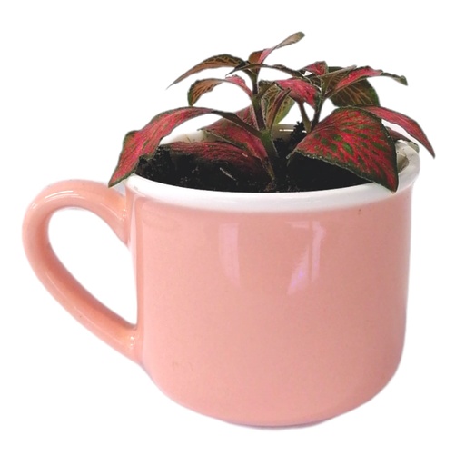[62733] Mini mug Hc 2300