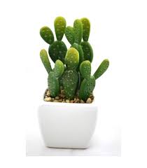 [64560] WHITE POT CACTUS